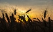 Their last sunris...