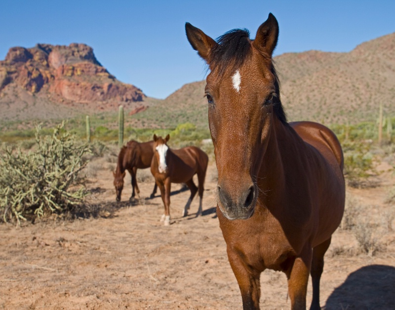 Wild in the Desert