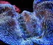 Hungry Sea Monste...