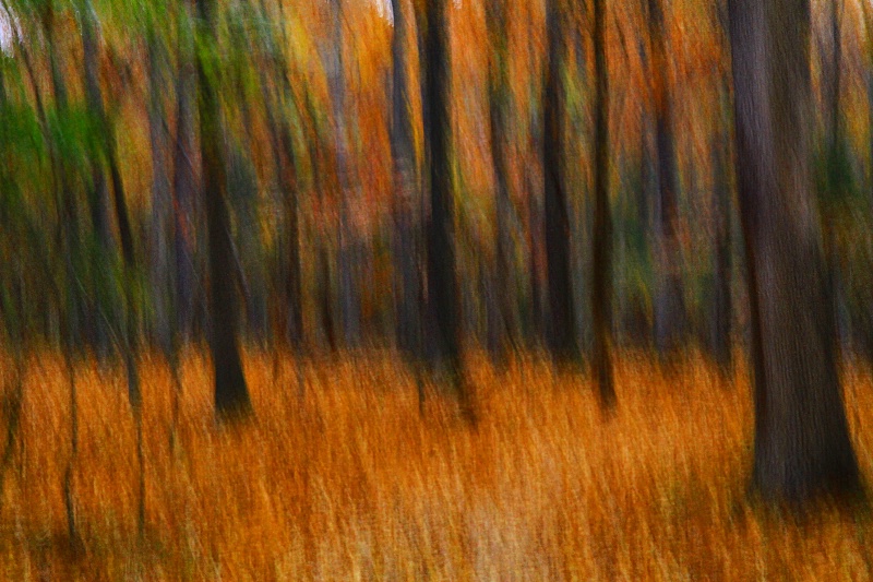 Abstract Forest