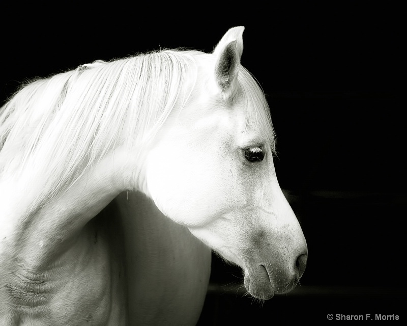 Arabian Mare