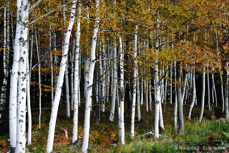 Many Birches