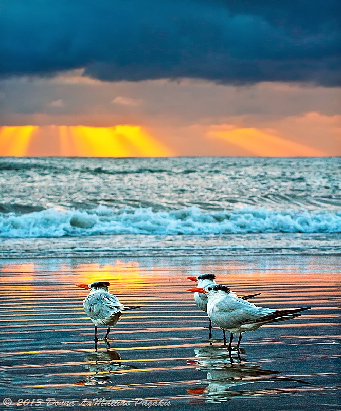 Terns at Sunset