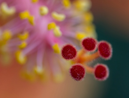 Hibiscus Pistil