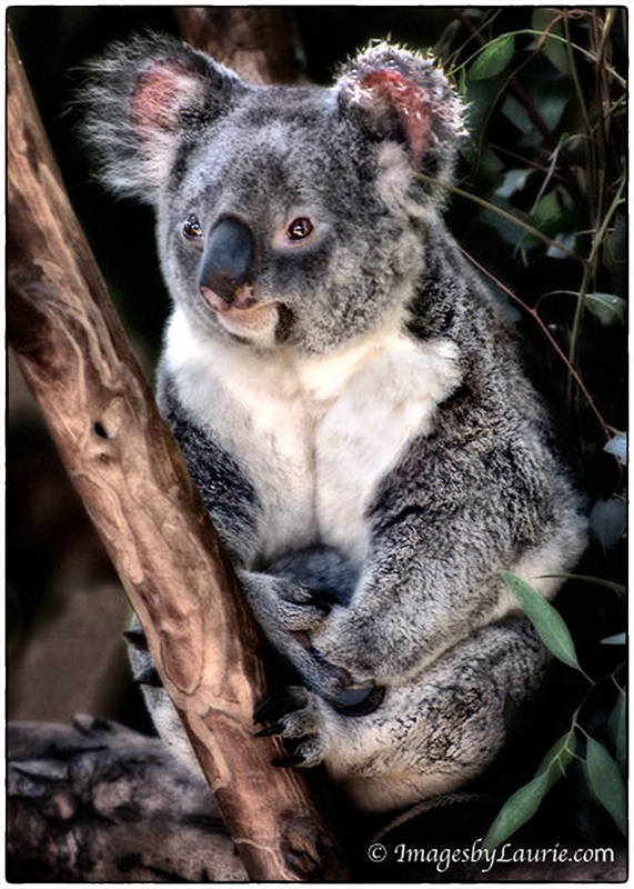 Koala Hug