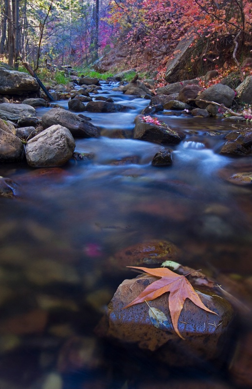 Colors along the Creek