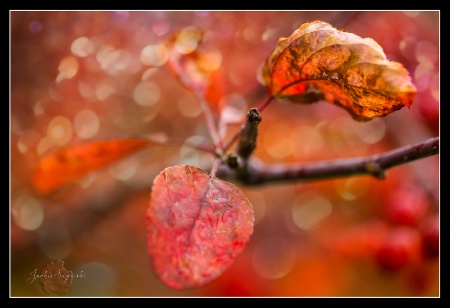 Fall Jewels