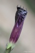 Purple Trumpet 
