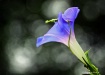 Morning Glory Twi...