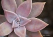 Succulent