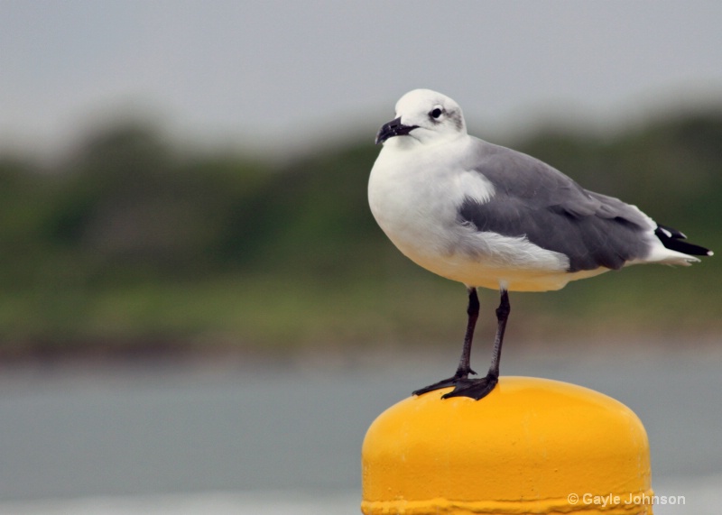 Standing Watch