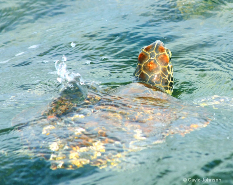 Sea Turtle