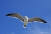 Soaring