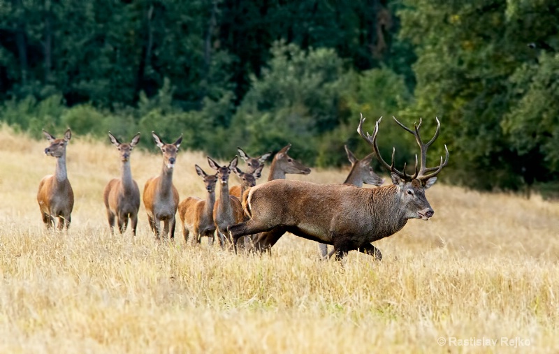 herd of red deer