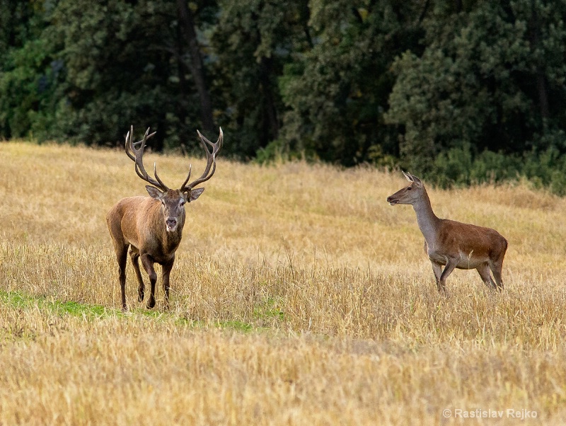 red stag patrol