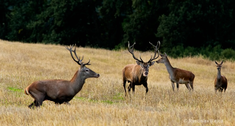 red stag mating season