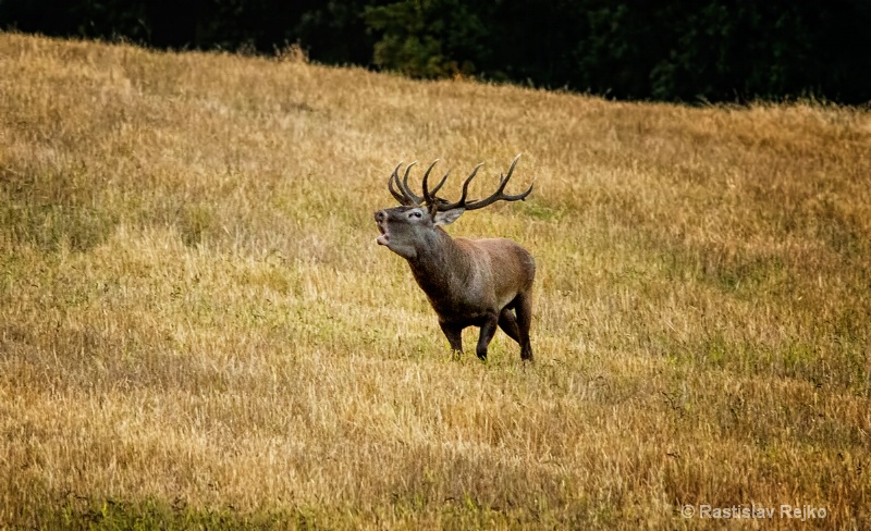 roarind red stag