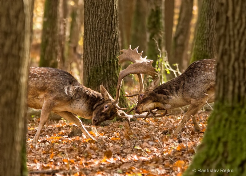 fallow deer fight