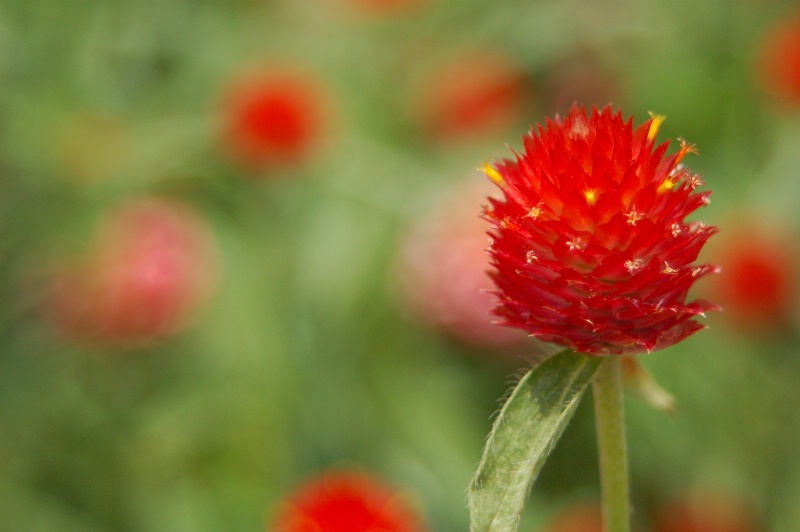 Red Clover