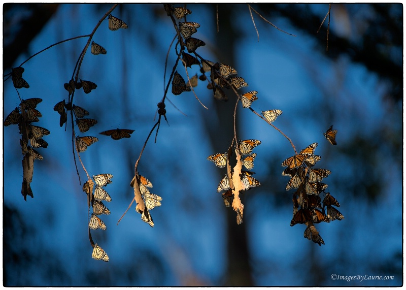 Leaves of Butterflies