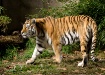 Tiger II
