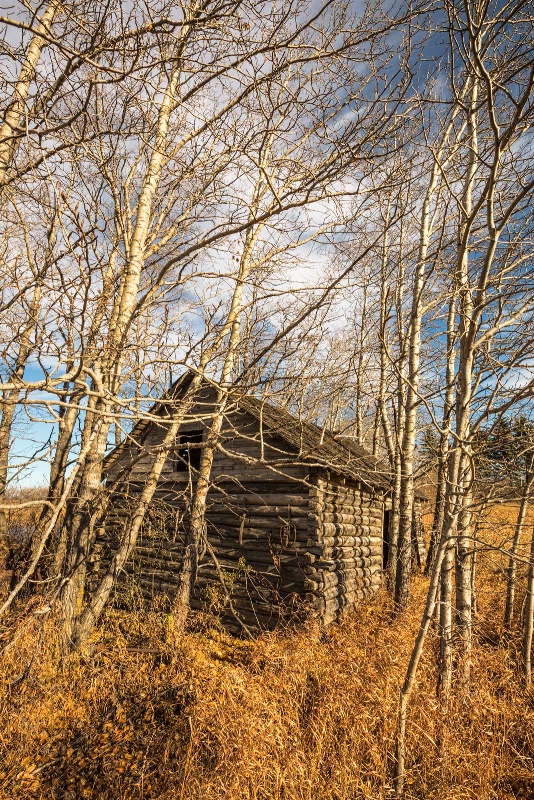 Nestled Within The Trees