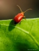 Red bug