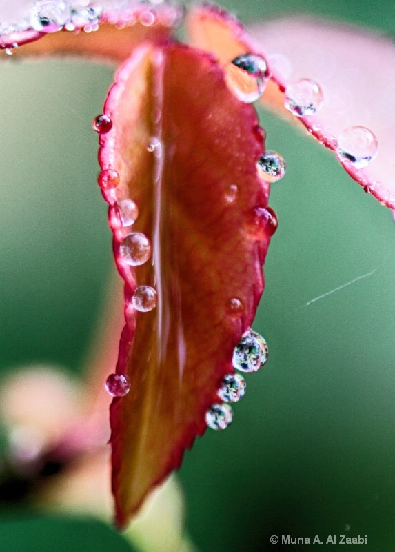 Leaf Drops