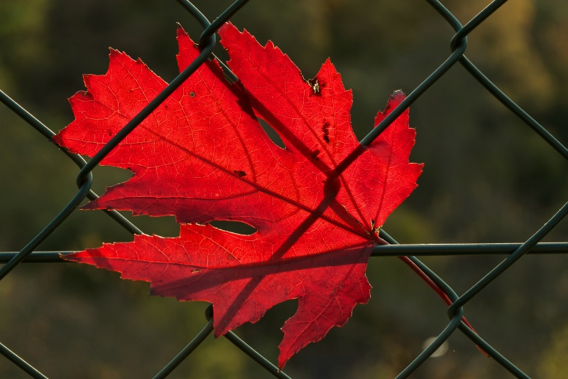 Autumn Glow