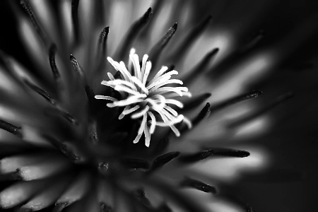 Clematis In B&W