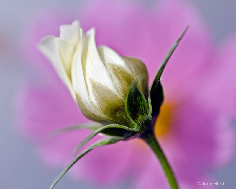 Pastel Flower