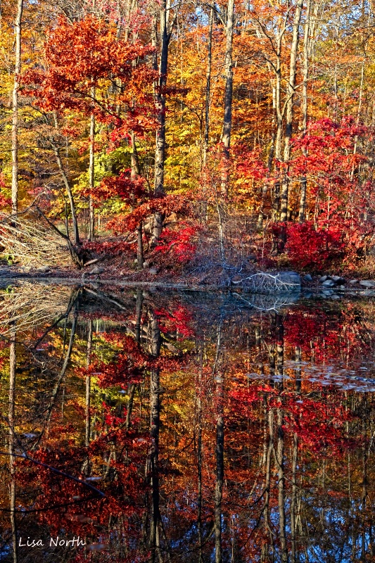 Early November Pond