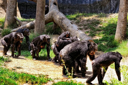 March Of The Chimpanzees