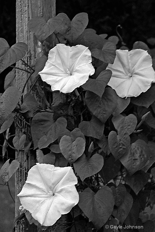 Moon Flowers