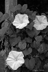Moon Flowers