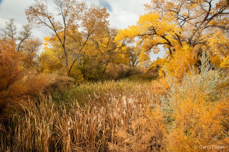 Fall’s Warm Palette - ID: 14237982 © Carol Flisak