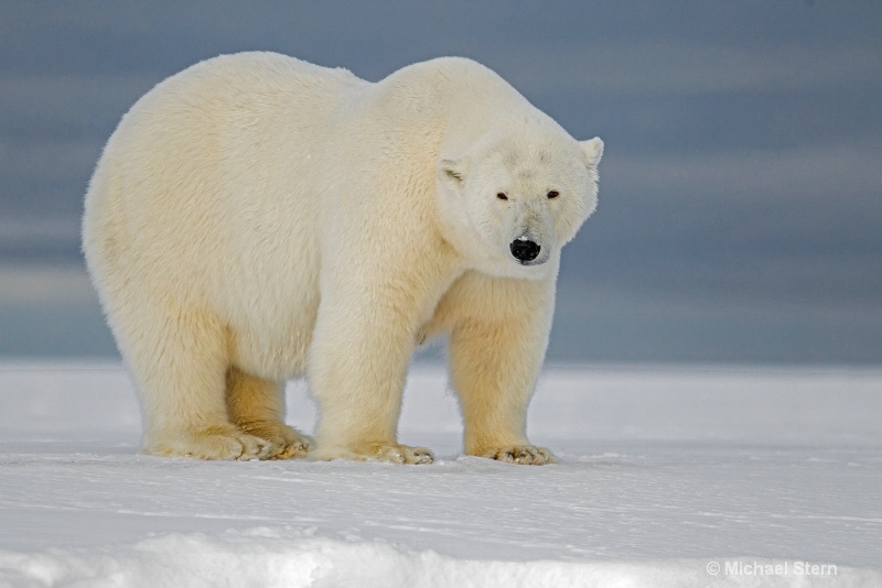 a-big-polar-bear-october102013  mb 7419kaktovik-da