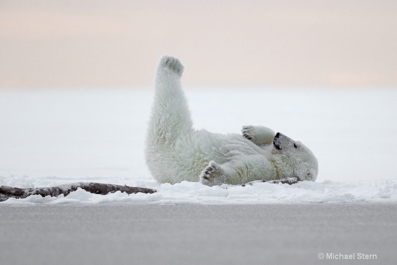 polar-bear-1-leg-up-october102013 ei7u6091kaktovik