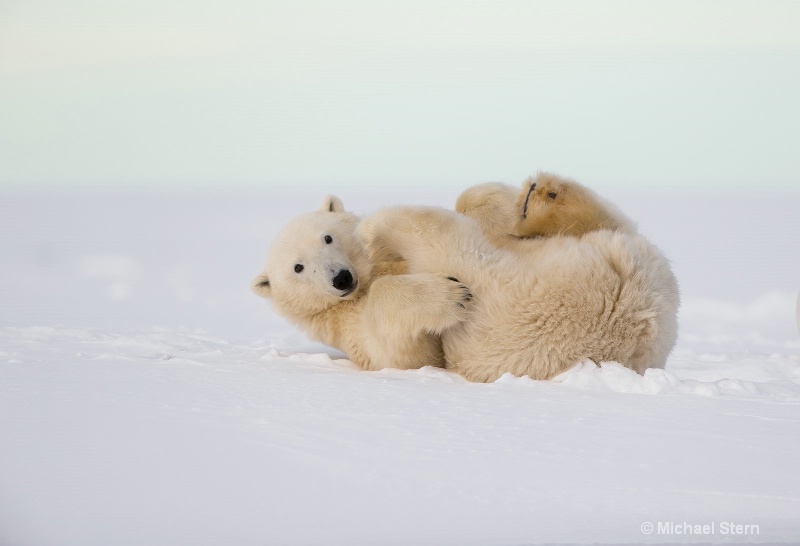 polar-bear-cub-curled-up-looking-october102013 ei7