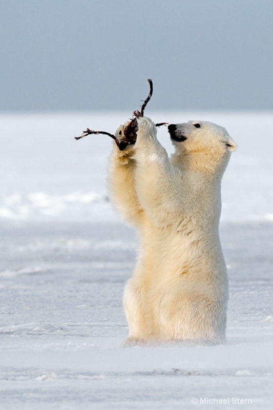 polar-bear-cub-standing-holding-a-root-1-vert-octo