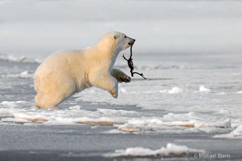 polar-bear-cub-starting-to-jump-with-root-october0