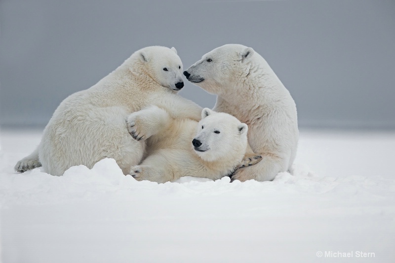 polar-bear-mom-and-cubs-waking-from-a-nap-october1