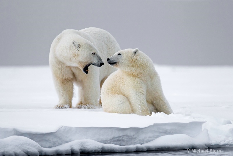 polar-bear-mom-talking-with-cub-october092013  mb 
