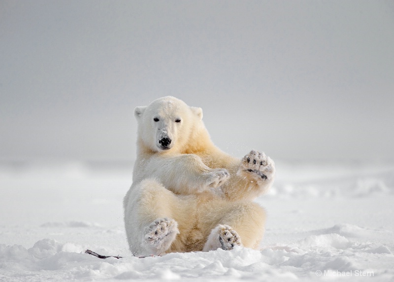 polar-bear-sit-up-kaktovikoctober112013 ei7u8113ka