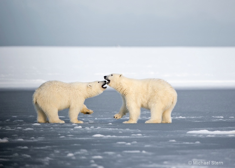 two-polar-bears-talking-1-october132013 ei7u1066ka