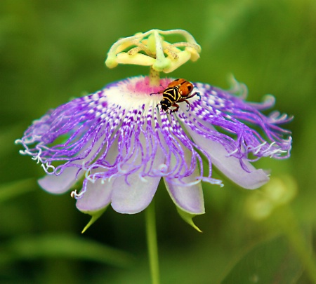 Passionate about the Passion Flower