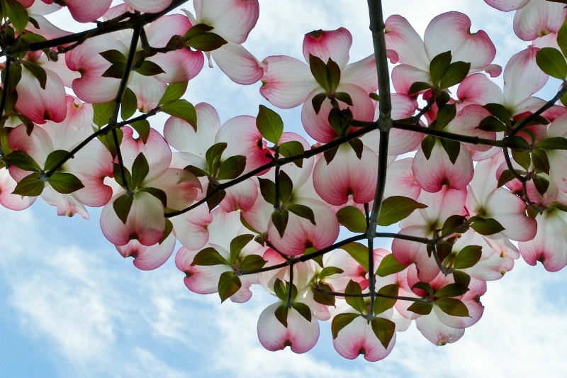 Dogwood Blossoms (Greenfield, MA)