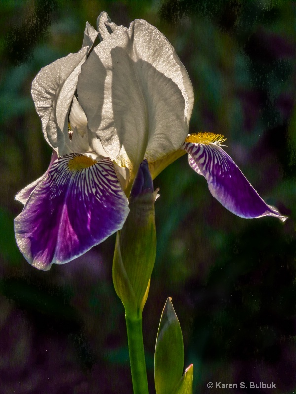 Backlit Iris (Greenfield, MA)