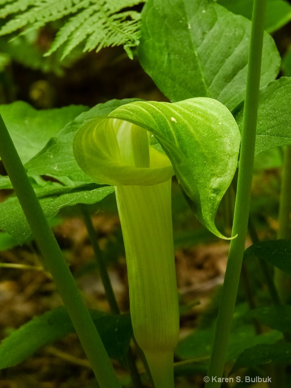 Jack-in-the-pulpit (Greenfield, MA)