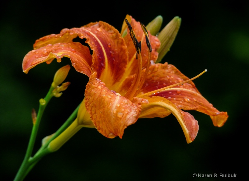 Daylily with raindrops (Greenfield, MA)